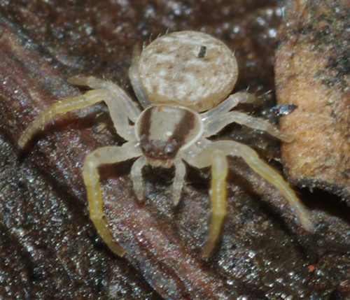 Ozyptila sp.